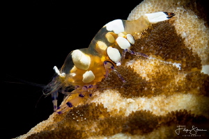 Anemone shrimp (Periclemenes brevicarpalis) Raja Ampat. by Filip Staes 